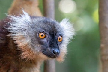 Fototapeta premium Madagascar, Nosy Be, Black Lemur (Eulemur macaco), female, portrait