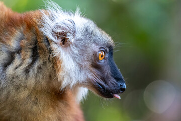 Madagascar, Nosy Be, Black Lemur (Eulemur macaco), female, portrait © Luigi