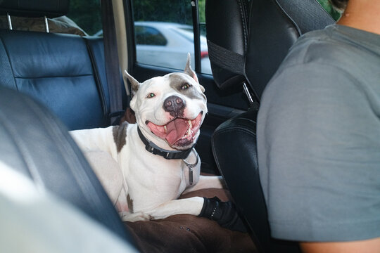 Dog Sits Happily in a Car Next to a Person During a Road Trip
