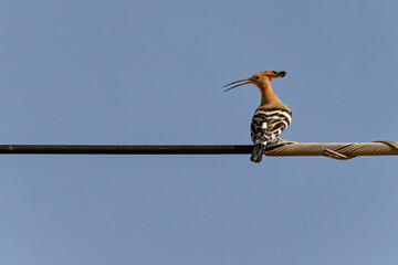 Eurasian Hoopoe Perched on a Cable with Its Beak Open © Agustin