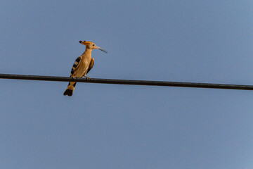 Eurasian Hoopoe Perched on a Cable with Its Beak Open © Agustin