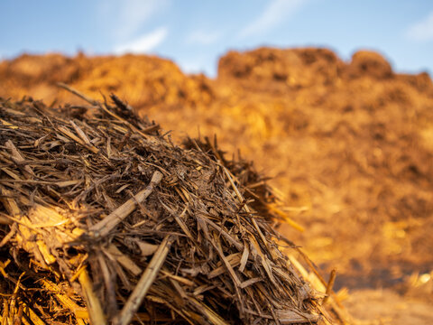Workers gather straw into large piles in a sunny rural area. The ground is dry, and blue skies are visible above. This is a common activity on farms