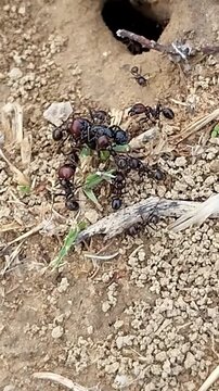 Fourmis au travail &agrave; l'entr&eacute;e de la fourmilli&egrave;re