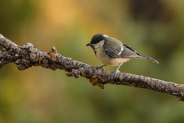 Coal Tit Perched on a Gnarled Branch © Agustin