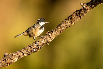 Coal Tit Perched on a Gnarled Branch © Agustin