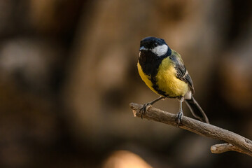 Great Tit Perched on a Branch Against a Blurred Background © Agustin