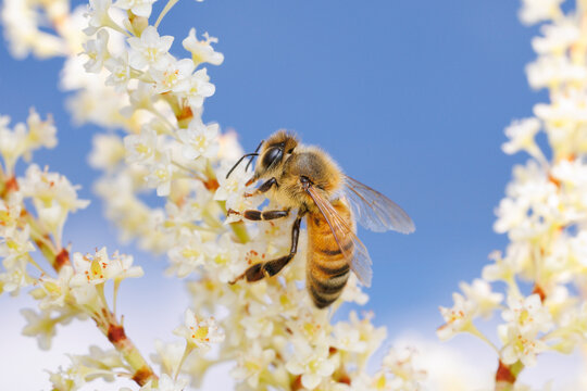 Honey Bee on Flowers