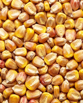 Pile of dry corn kernels