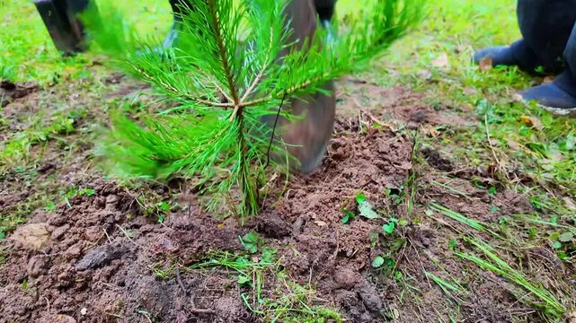 Outdoor close low-angle view of workers planting young pine sapling in damp, turned soil using shovel. Fresh earth and roots fill planting hole under bright daylight.