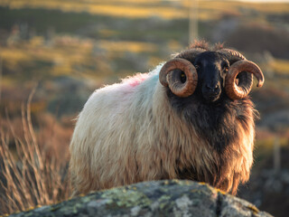 Close Portrait of a Black-Faced Ram © Ivans