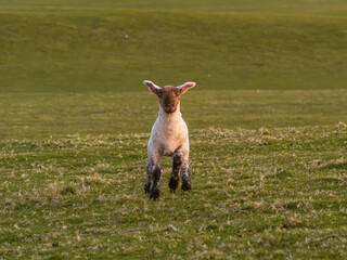 Young Lamb Standing Alone in a Green Field © Ivans