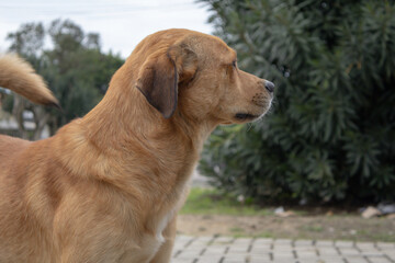 Horizontal side profile portrait of a focused golden-brown mixed-breed dog standing outdoors with a fluffy curled tail © Adrian Mena