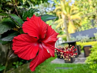 red flower in the garden © Samin