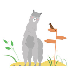 Fototapeta premium Cute llama alpaca. Camel animal family, fluffy lovely llama, lamoid species vector illustration