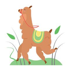 Fototapeta premium Walking llama alpaca. Running camel family alpaca, farm animal vector illustration