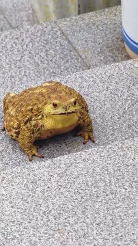 A Large Brown Toad Resting on a Granite Surface