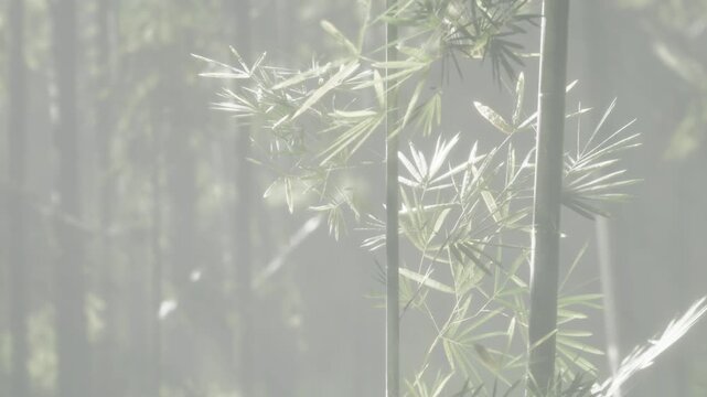 Bamboo plants stand tall in a misty forest during early morning hours. Light filters through the leaves creating a soft atmosphere. The scene shows nature and growth in a serene setting.
