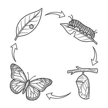 Monarch butterfly life cycle diagram showing egg caterpillar and pupa coloring page.