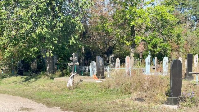 Old rural cemetery with weathered gravestones surrounded by overgrown grass and trees, concept of death, remembrance, abandoned burial ground, history, loss, mortality and forgotten graves.