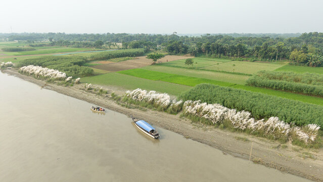 Aerial view of a scenic riverbank in bangladesh featuring lush green agricultural fields, white kash flowers, and traditional wooden boats on the water