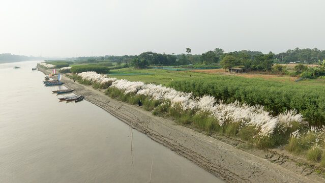 Aerial view of a scenic riverbank in rural bangladesh, featuring a long stretch of white kash flowers blooming along the muddy shore with boats
