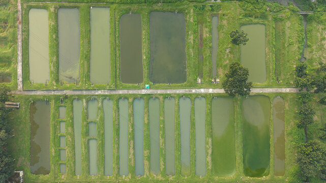 Aerial view of a fish farm with multiple rectangular ponds and earthen dikes in a rural area