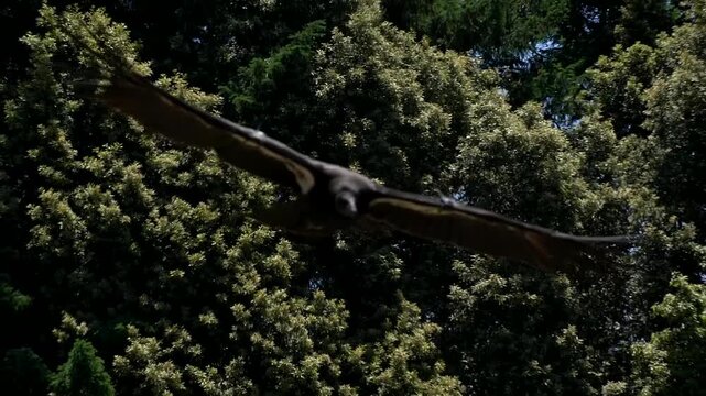 California Condor Soaring Directly Overhead in Slow Motion