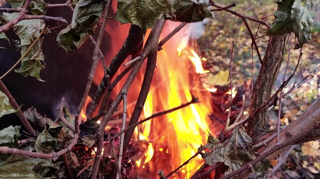 Bright flames burn through dry branches and forest debris, creating a vivid wildfire-like scene with smoke and glowing embers, horizontal video.