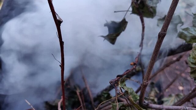 Thin smoke rises through dry branches in a wooded area, suggesting smoldering vegetation and a developing forest fire, horizontal video.