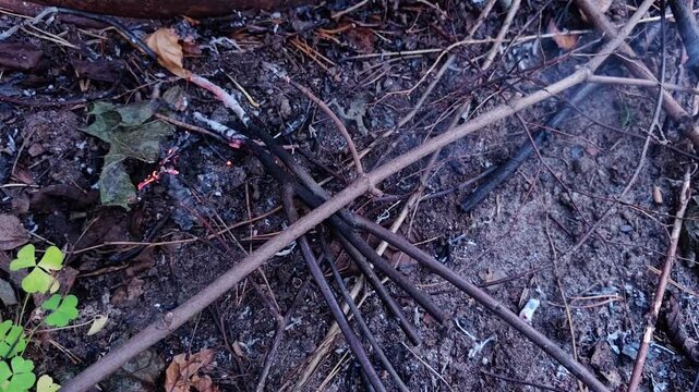 Burnt branches and dry twigs lie among dark forest debris after a fire, showing charred vegetation, ash and wildfire aftermath, horizontal video.