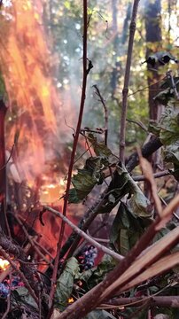 Bright flames rise among dry branches and woodland vegetation, with smoke and glowing embers creating a dramatic forest fire scene, vertical video.