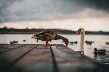 duck and swan on the lake © Krystian