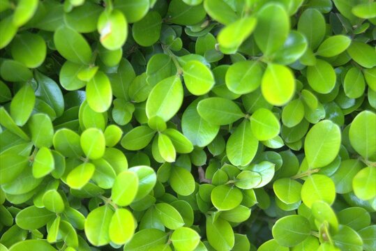 Background of lush green leaves, rounded, glossy leaves.