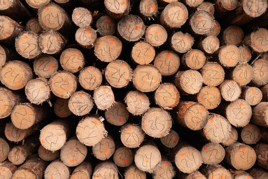Stacked cut timber logs with numbered ends and orange marking dots creating dense wood texture, showing rough bark, circular cross sections, and lumber storage in warm natural light.