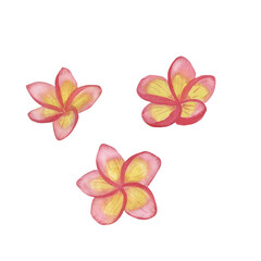 Hand-drawn watercolor plumeria flowers painting. Plumeria flowers illustration © Руфина Неуметова