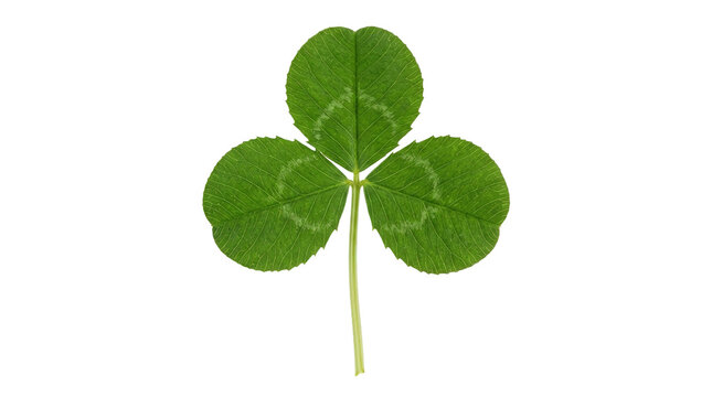 Green three-leaf clover with detailed texture on black background