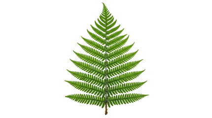 Lush green fern leaf with delicate fronds on black background © Ira