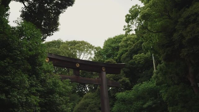 Low-angle view of wooden torii gate surrounded by lush forest under overcast sky at Meiji Jingu Shrine in Tokyo, Japan.  Iconic wooden torii gate with imperial emblems framed by dense green trees