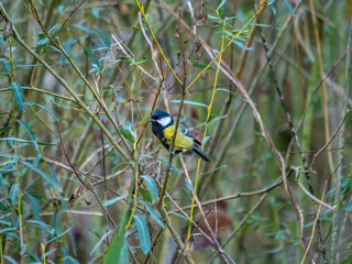 Great Tit Perched Among Willow Branches in Natural Woodland Habitat © miropa20