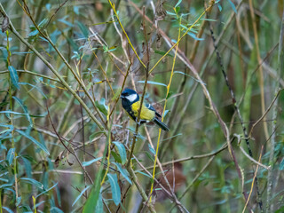 Great Tit Perched Among Willow Branches in Natural Woodland Habitat © miropa20