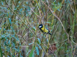 Great Tit Perched Among Willow Branches in Natural Woodland Habitat © miropa20