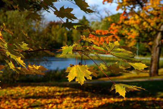 Close-up of golden autumn maple leaves on a branch with a peaceful park pond and colorful foliage in the background.