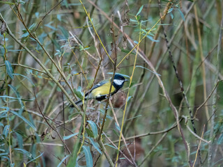 Great Tit Perched Among Willow Branches in Natural Woodland Habitat © miropa20