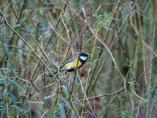 Great Tit Perched Among Willow Branches in Natural Woodland Habitat © miropa20