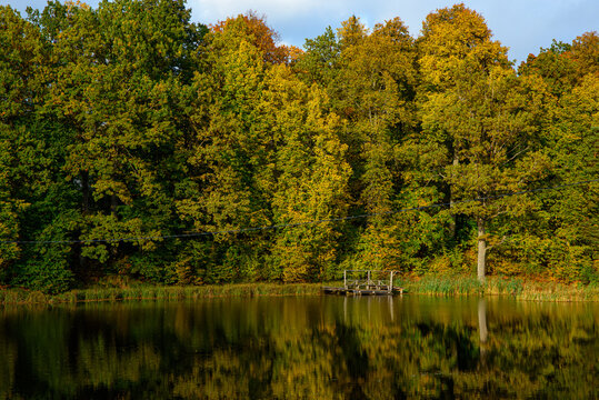 Autumn park landscape with golden trees, a peaceful pond, lush greenery, and beautiful reflections on calm water.