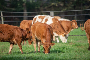 Herd of brown and white cattle grazing on a green pasture © Anja