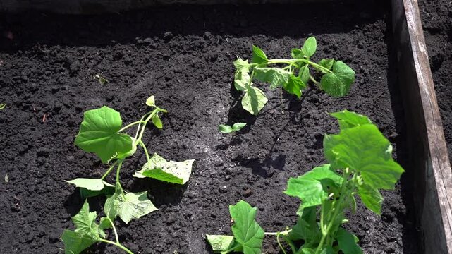 Dark soil fills a garden bed