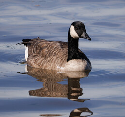 canada goose on the water © Ellie