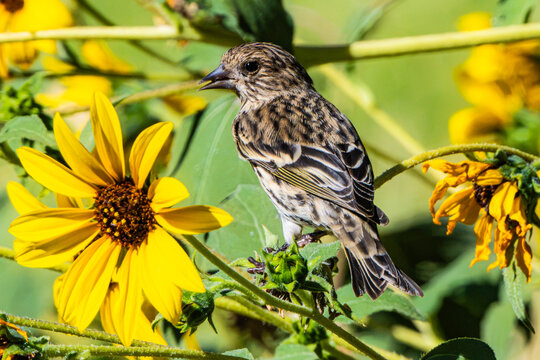 Pine Siskin (Carduelis pinus), Perched Next to a Prairie Sunflower (Helianthus petiolaris), on a Sunny September Afternoon