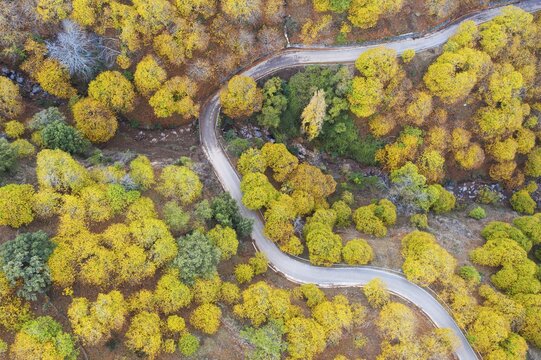 Sweet chestnut trees (Castanea sativa) in autumnal colours, aerial view, drone shot, Genal river valley, M&aacute;laga province, Andalusia, Spain
